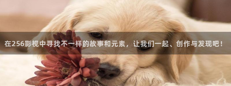五杀影院伦理：在256影视中寻找不一样的故事和元素，让我们一起、创作与发现吧！